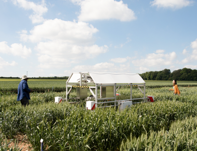 Man and a woman researching and working in a field of wheat. 