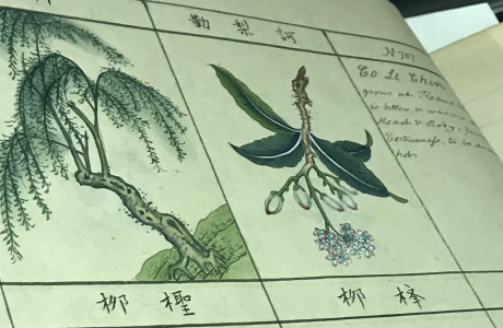 Archived drawing of plants. 